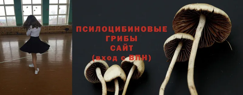 как найти   Болгар  Псилоцибиновые грибы MAGIC MUSHROOMS 